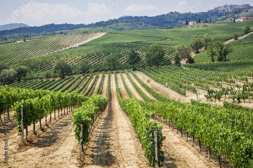 Vineyard in the area of ​​production of Vino Nobile photo
