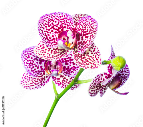 Fototapeta Naklejka Na Ścianę i Meble -  lilac spotty with bud orchid isolated, white background