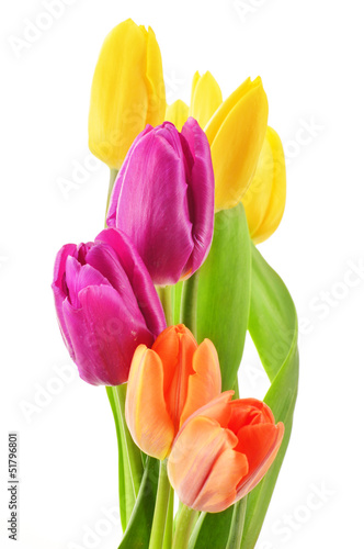 Fototapeta Naklejka Na Ścianę i Meble -  Bouquet of tulips on white background. Tulipa