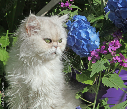 chat persan chinchilla au jardin