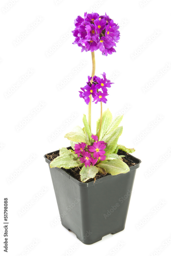Obraz premium Pink purple primula