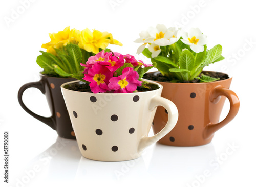Wallpaper Mural spring flowers with green leaves in pot isolated on white Torontodigital.ca
