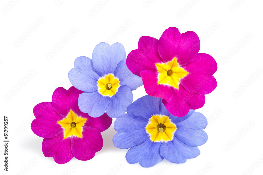 Fototapeta premium primroses