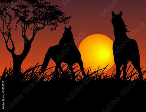horse on sunset