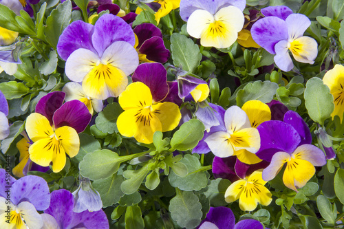 Beautiful violets photo