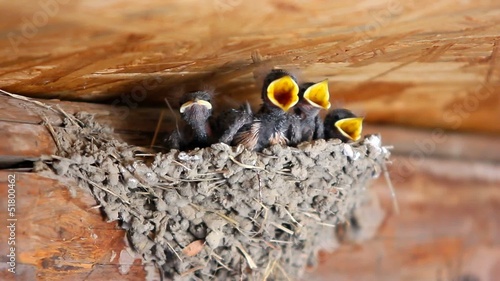 Swallow feeding baby birds