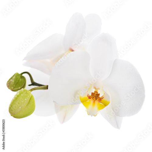 Fototapeta Naklejka Na Ścianę i Meble -  White Orchid on white background