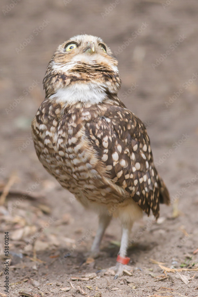 Burrowing owl (Athene cunicularia) in captivity Burrowing owl (Athene cunicularia) in captivity
