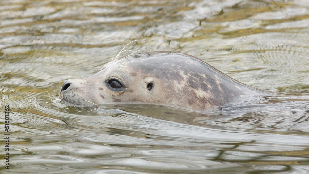 Fototapeta premium Grey seal swimming