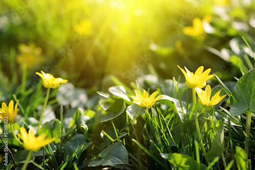 Fototapeta Naklejka Na Ścianę i Meble -  tender sunny yellow spring flowers
