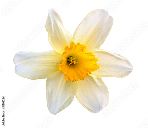 narcissus flower © altocumulus