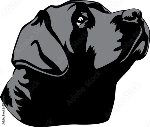 labrador retreiver