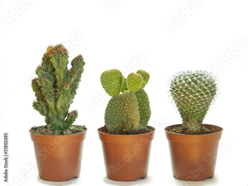 three potted cactus
