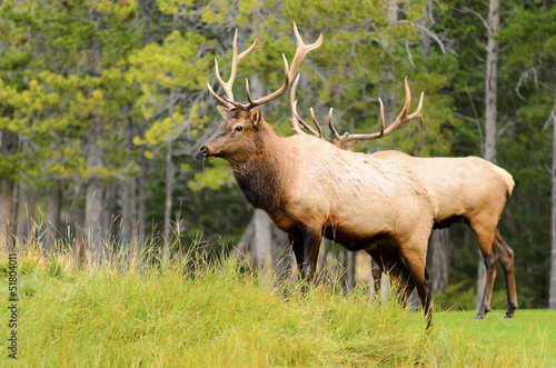 Rocky Mountain Elk © Stephen Meese