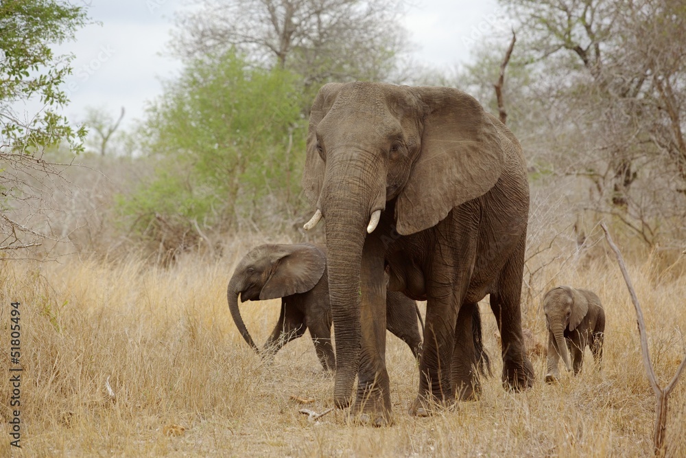 Elephant with Calves