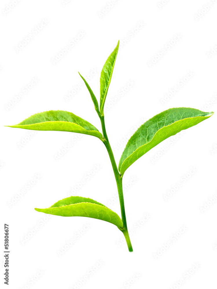 Fototapeta premium tea leaf