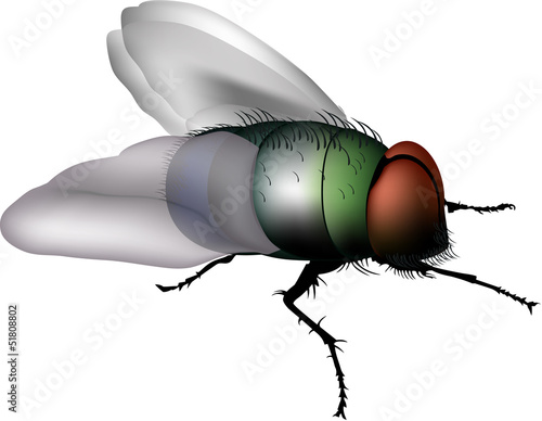 mosca comune