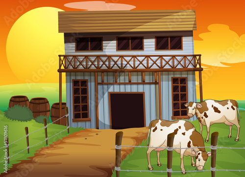 Two cows in the farm