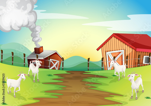 Four goats in the farm