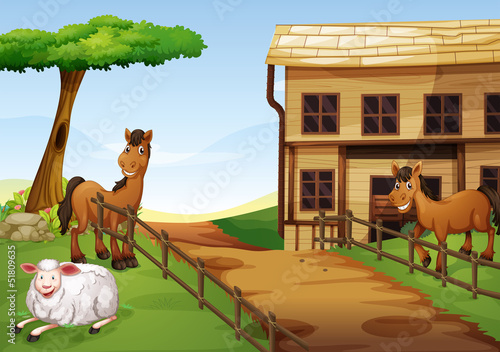 Two horses and a sheep in the farm