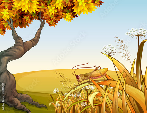 A grasshopper near the tree