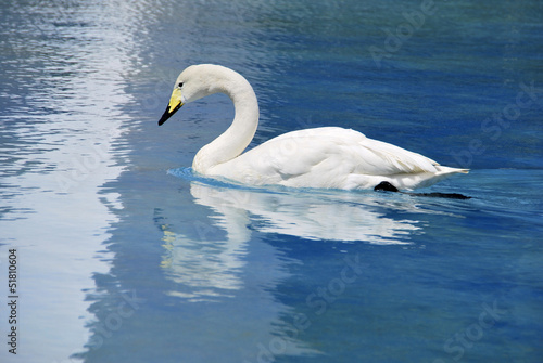 whooper swan aquatic bird