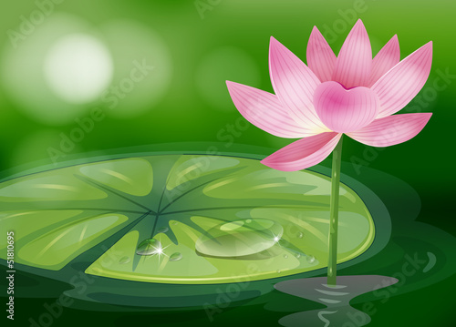 A pink flower at the pond