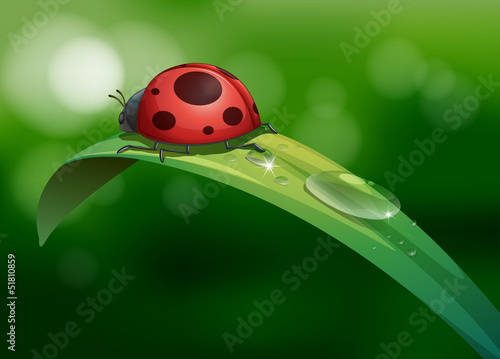 A bug above a long leaf with dews