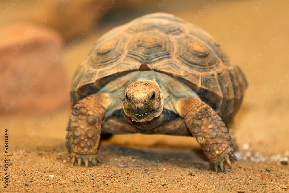 turtle turtle