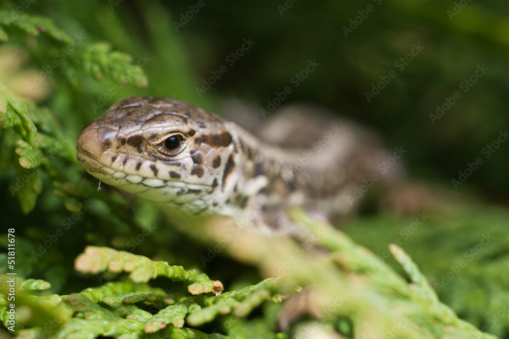 Naklejka premium Jaszczurka