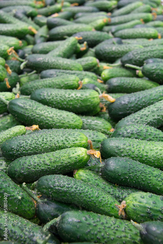 Fresh cucumbers in the market.