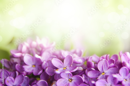 Spring lilac flower background