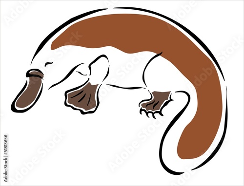 ornitorrinco