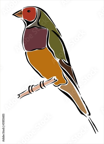 pájaro colorido