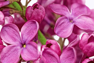 Fototapete Macro Violetter Flieder in zarter Nahaufnahme  © BRIAN_KINNEY