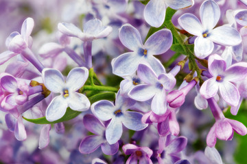 Fototapete Macro Lila Fliederblüten im Frühlingsgarten  © BRIAN_KINNEY