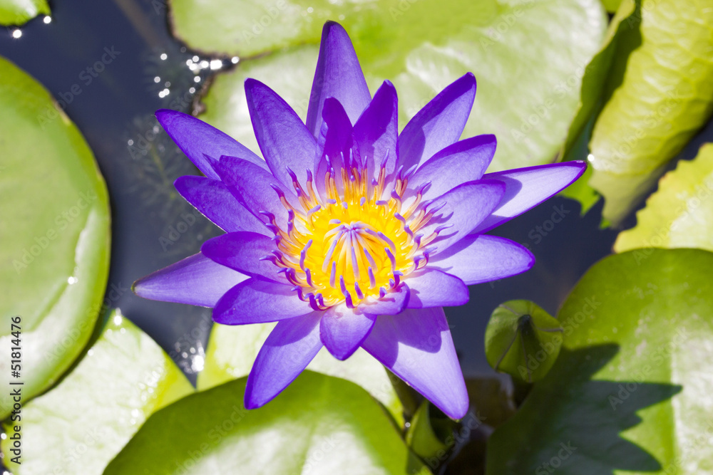 Lotus folwer in a basin