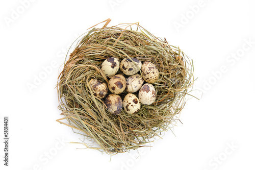 Birds nest with quail  eggs