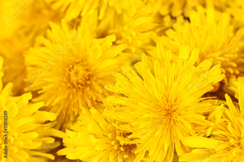 Dandelion flowers close-up