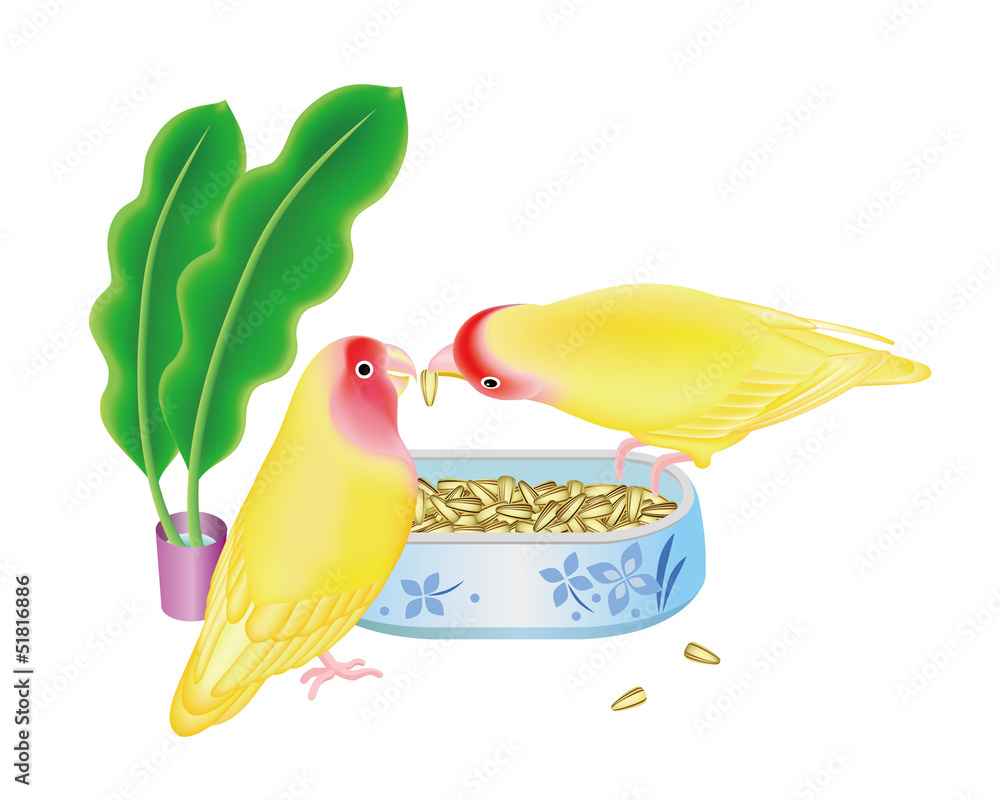 コザクラインコ Images Browse 76 Stock Photos Vectors And Video Adobe Stock