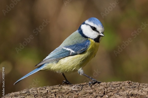 Bluetit on a branch looking right