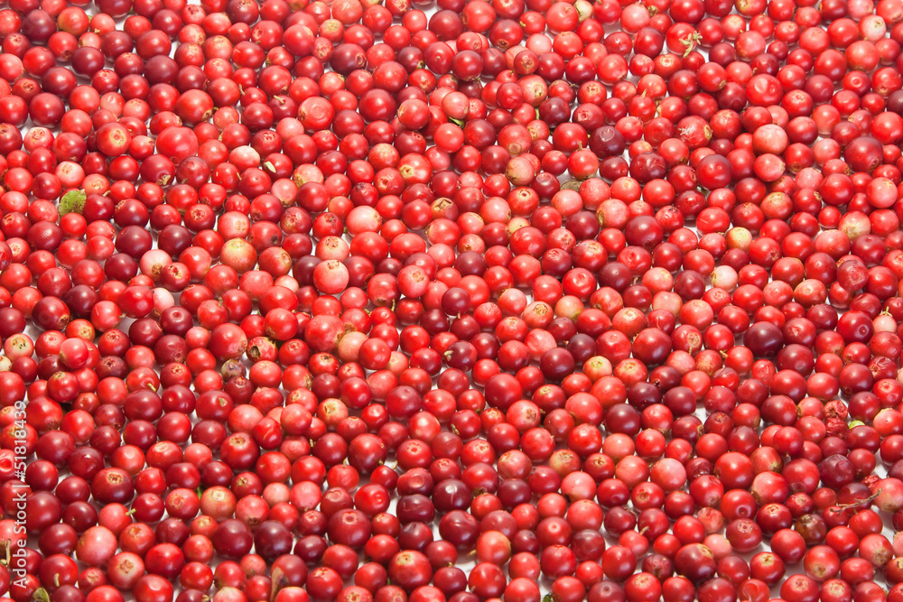 Berries of wild cowberry background Berries of wild cowberry background