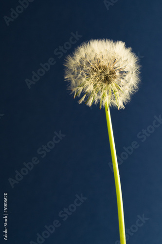 Taraxacum officinale