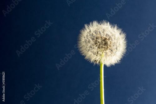 Taraxacum officinale