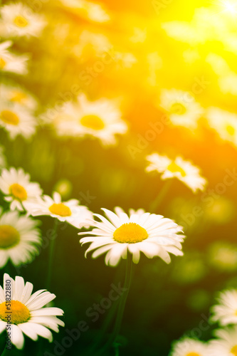 a stylized shot of a group of daises in the sun.