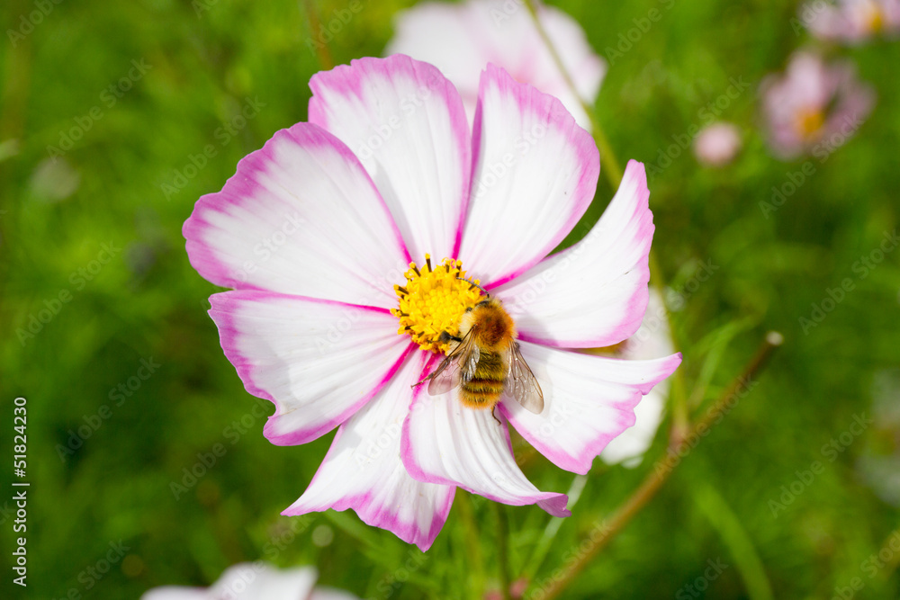 Obraz premium Feeding the bee
