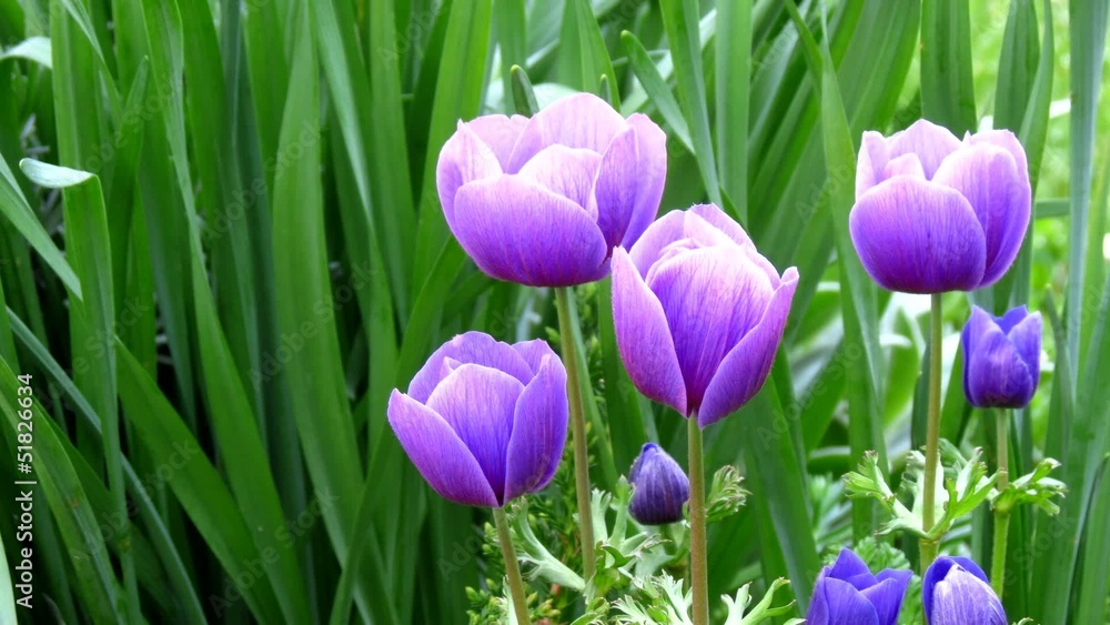 Violet flowers opening in morning rain. Timelapse Violet flowers opening in morning rain. Timelapse