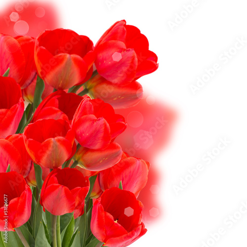 Floral background from  tulips