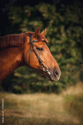 Horse portrait in summer