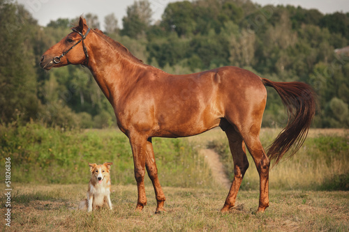 Red border collie dog and horse